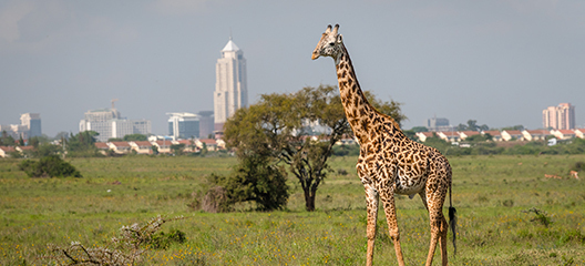 Nairobi